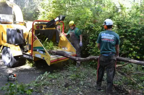 tree services First Mesa